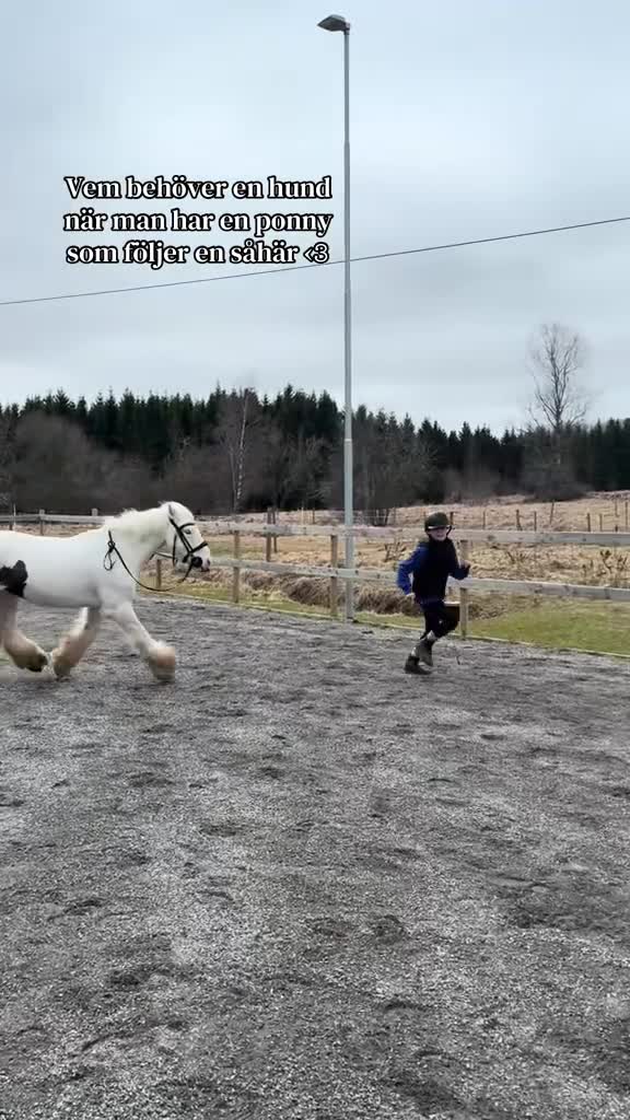  medryttarhäst finnes: Mindre C-ponny söker medryttare! - Video 1