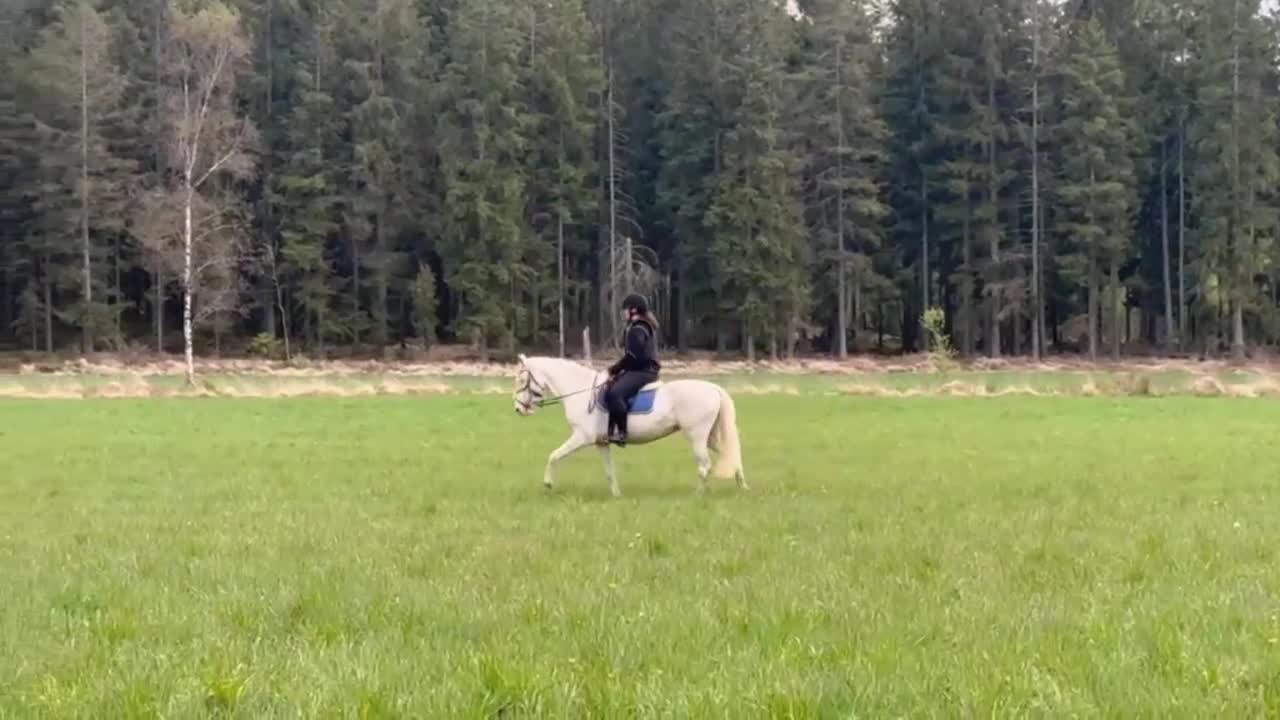 Allround hästar till salu: Sagoponny med utstrålning - Video 1