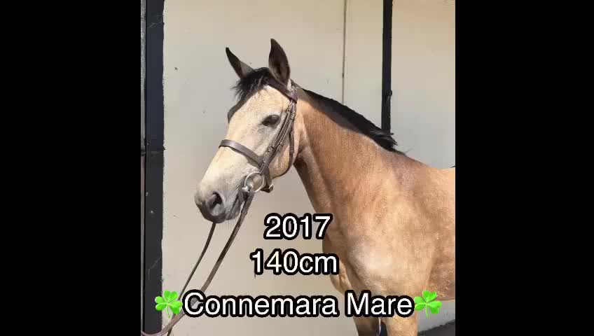 Allround hästar till salu: Connemara ponny  - Video 1