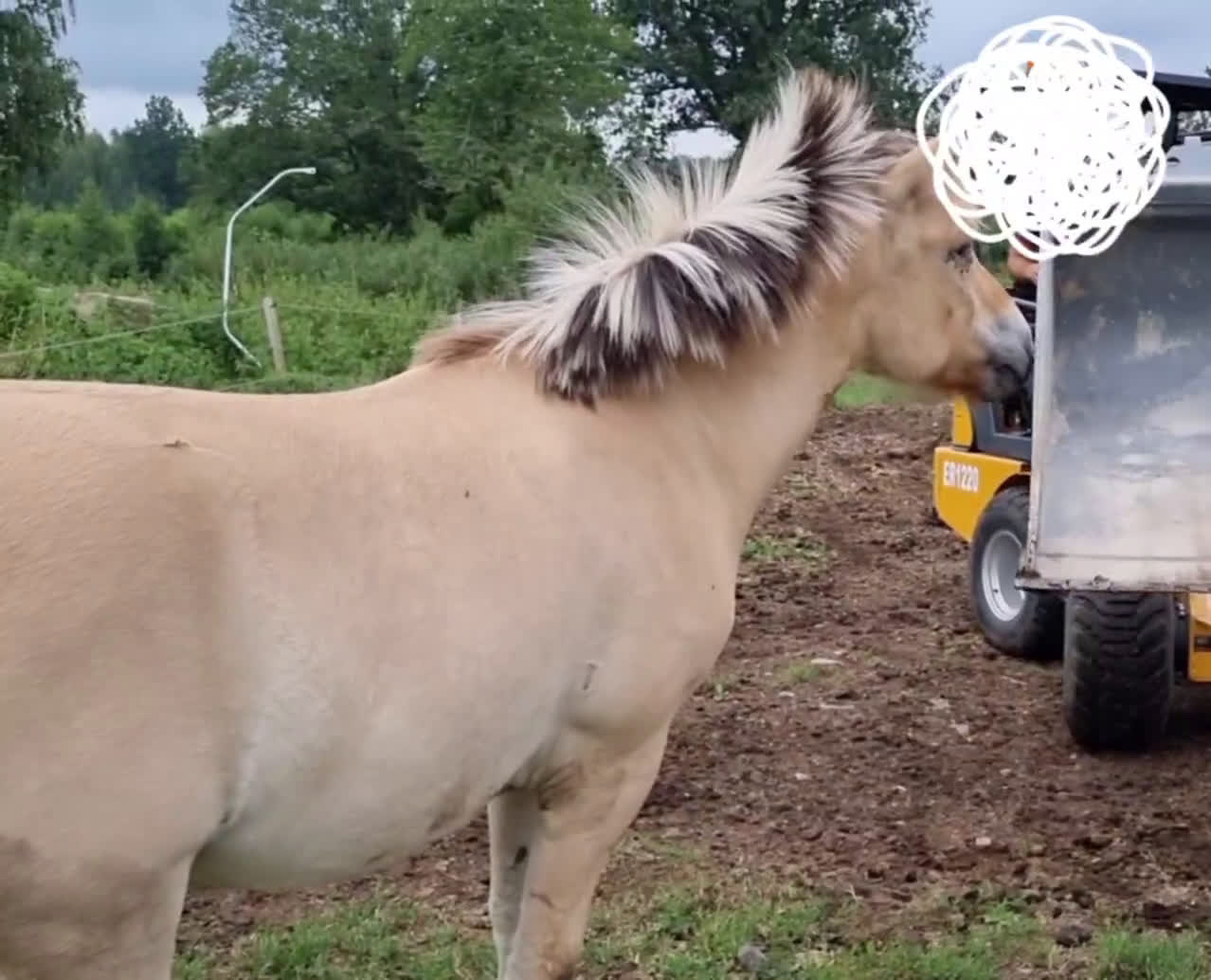 Övrigt hästar till salu: blivande livsförsäkring fjordis 1år i Ruda - Video 1