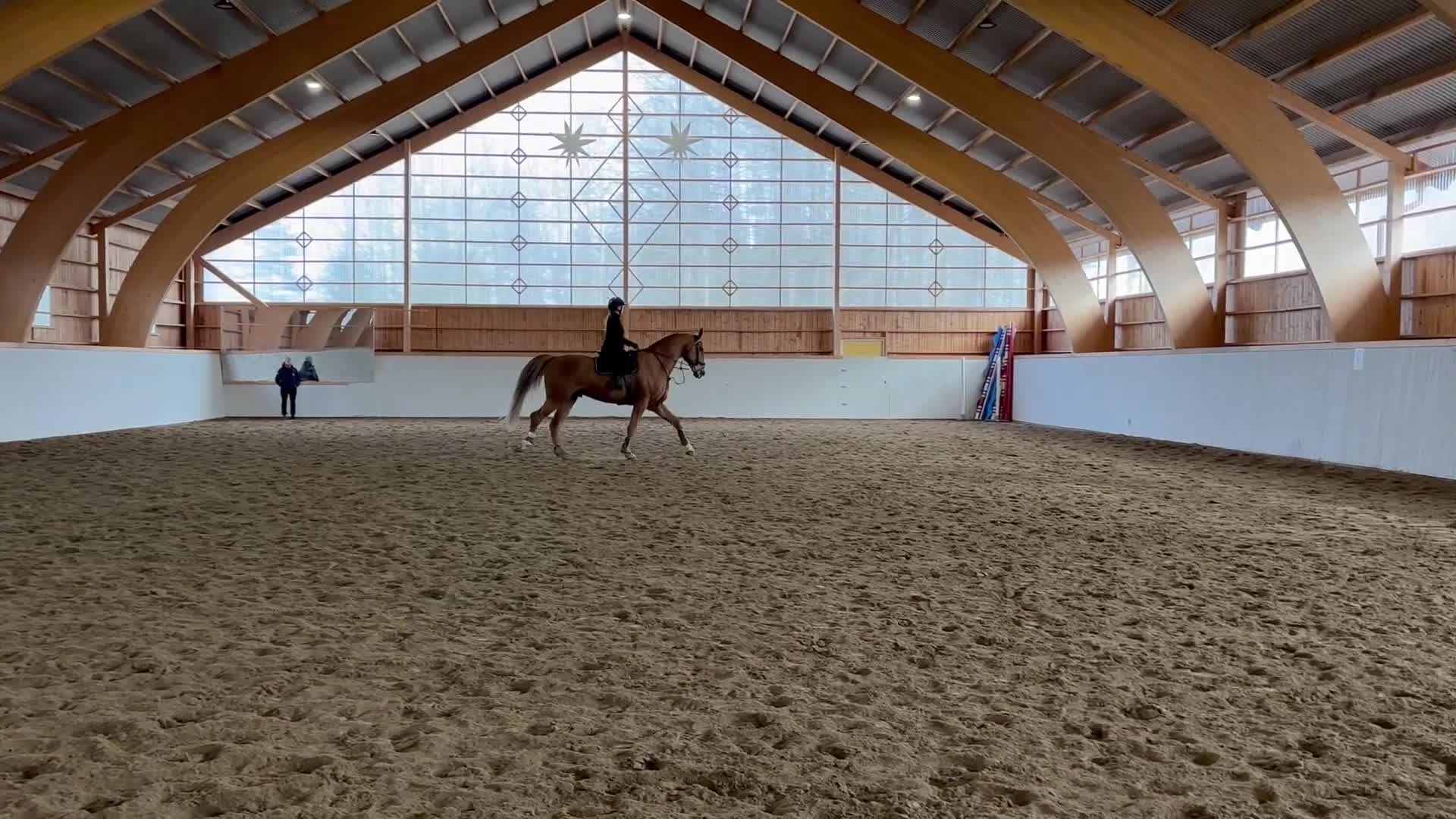 Hoppning hästar till salu: Fantastisk läromästare letar nytt hem! - Video 3