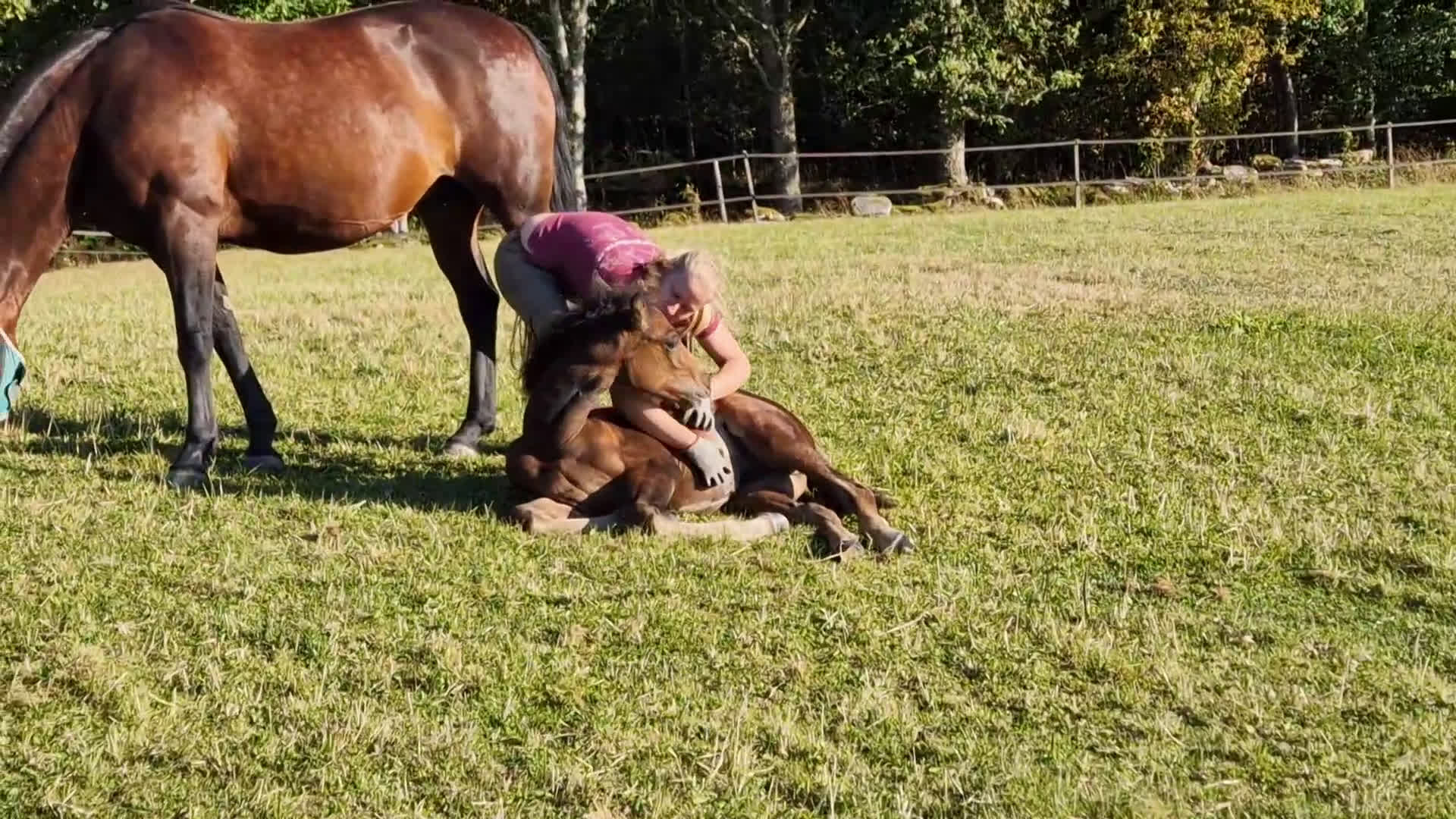 Allround hästar till salu: Morgan Hingstföl i Sätila - Video 2