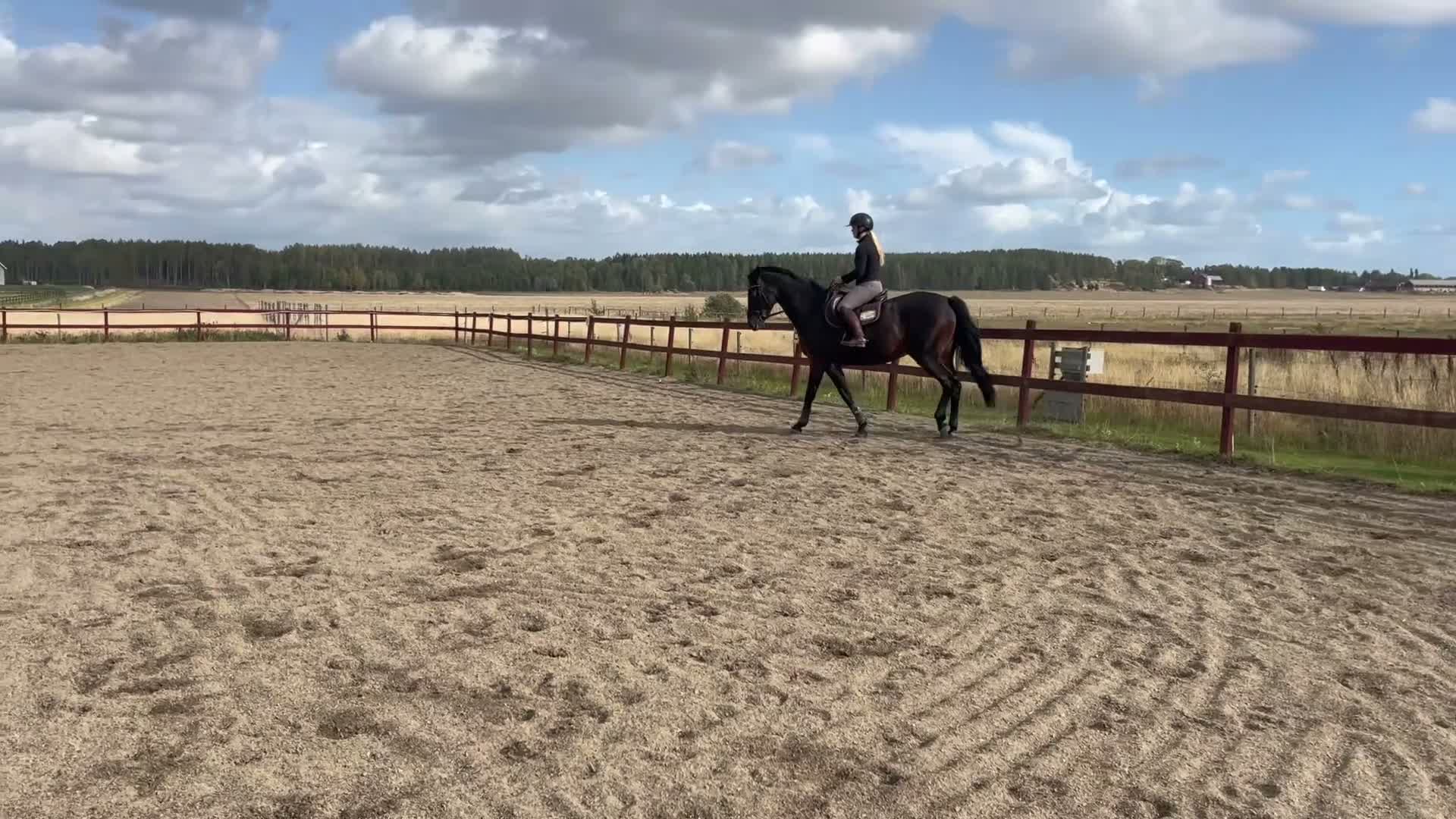 Allround hästar till salu: Lyxig Hobbyhäst! - Video 1