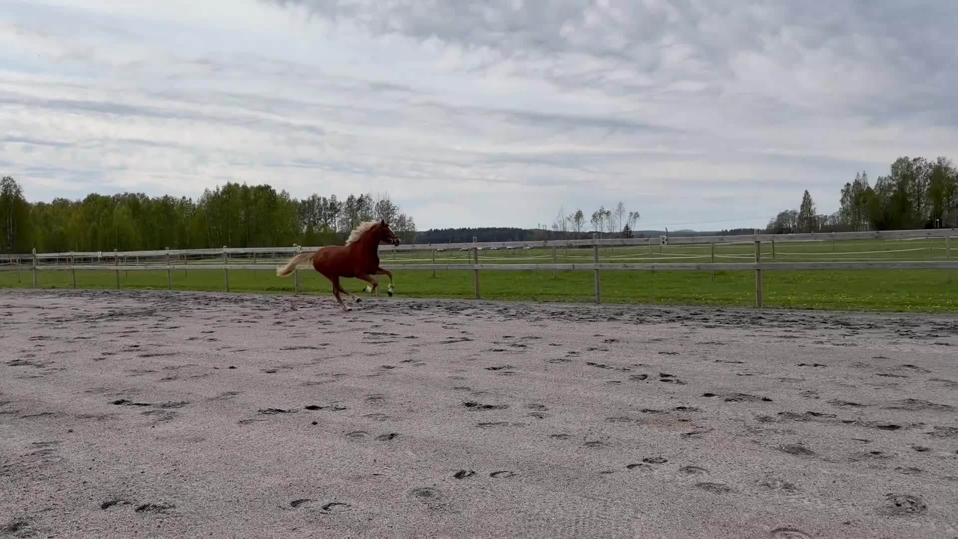 Allround hästar till salu: Unik 3-åring - Video 1