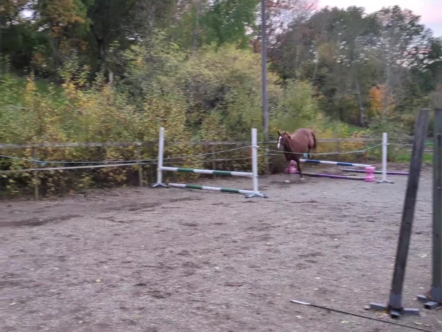 Hoppning hästar till salu: Storhoppande 3-åring  - Video 1