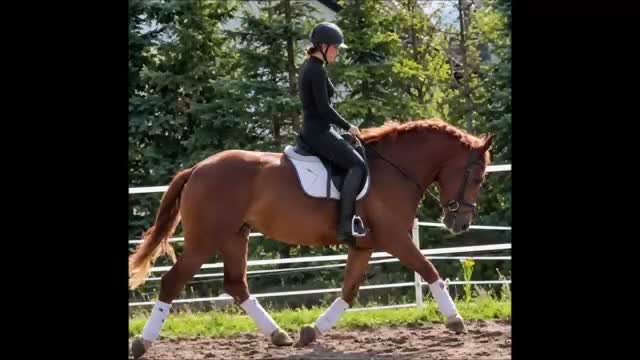 Allround hästar till salu: Fantastic Mother & Daughter partner for everybody  - Video 1