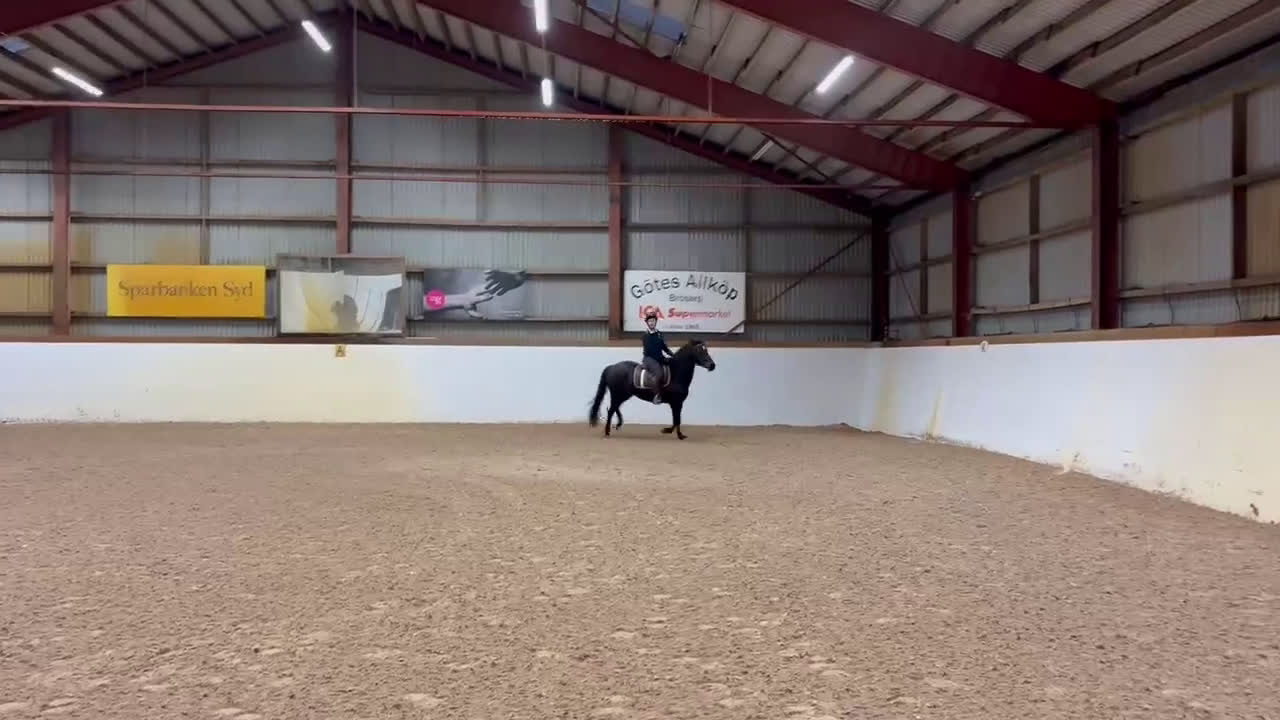 Allround hästar till salu: Läromästare, mor/dotter ponny - Video 3