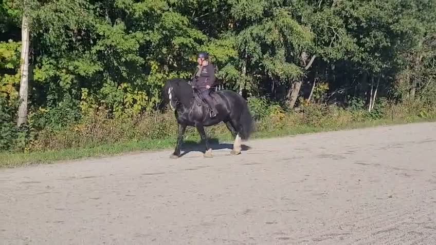 Allround hästar till salu: Charmigt bergatroll vill bli privathäst - Video 3