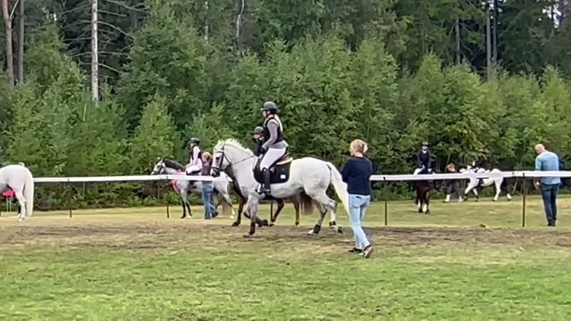 Allround hästar till salu: Drömponnyn  - Video 3