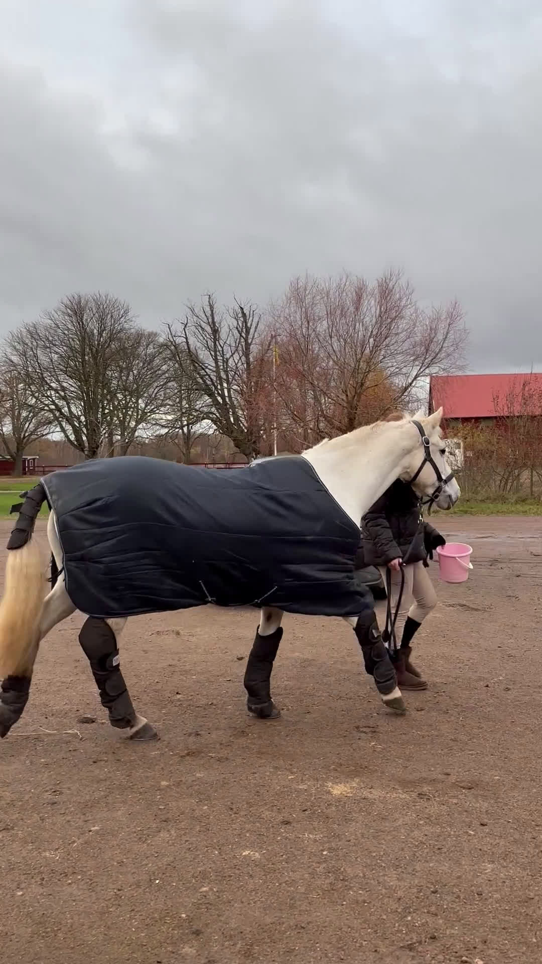 Allround hästar till salu: Underbart snäll och personlig ponny i Helsingborg i Helsingborg - Video 3