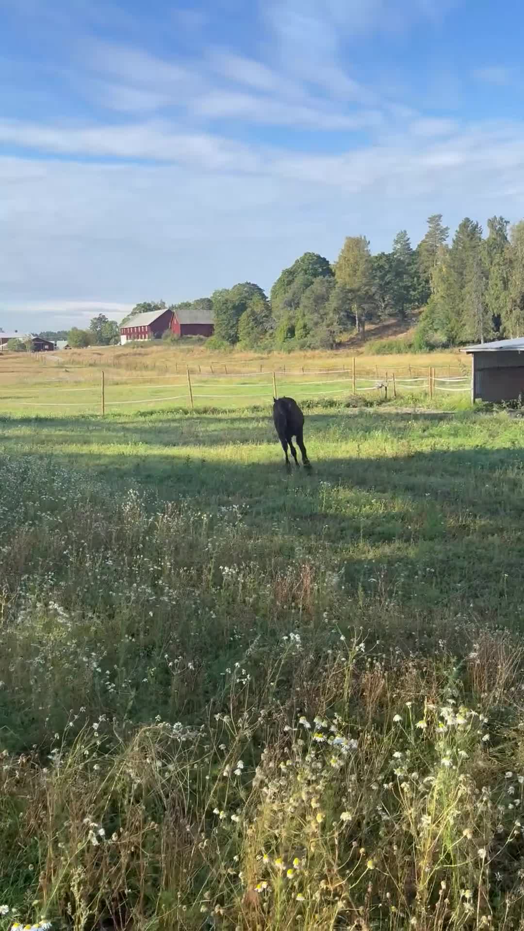 Hoppning hästar till salu: Vackert stoföl Aganix d’amour - Elvis ter Putte - Video 1