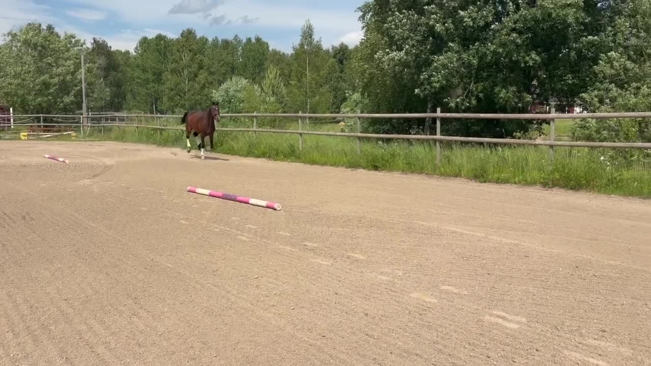 Dressyr hästar till salu: Lovande unghäst! - Video 1