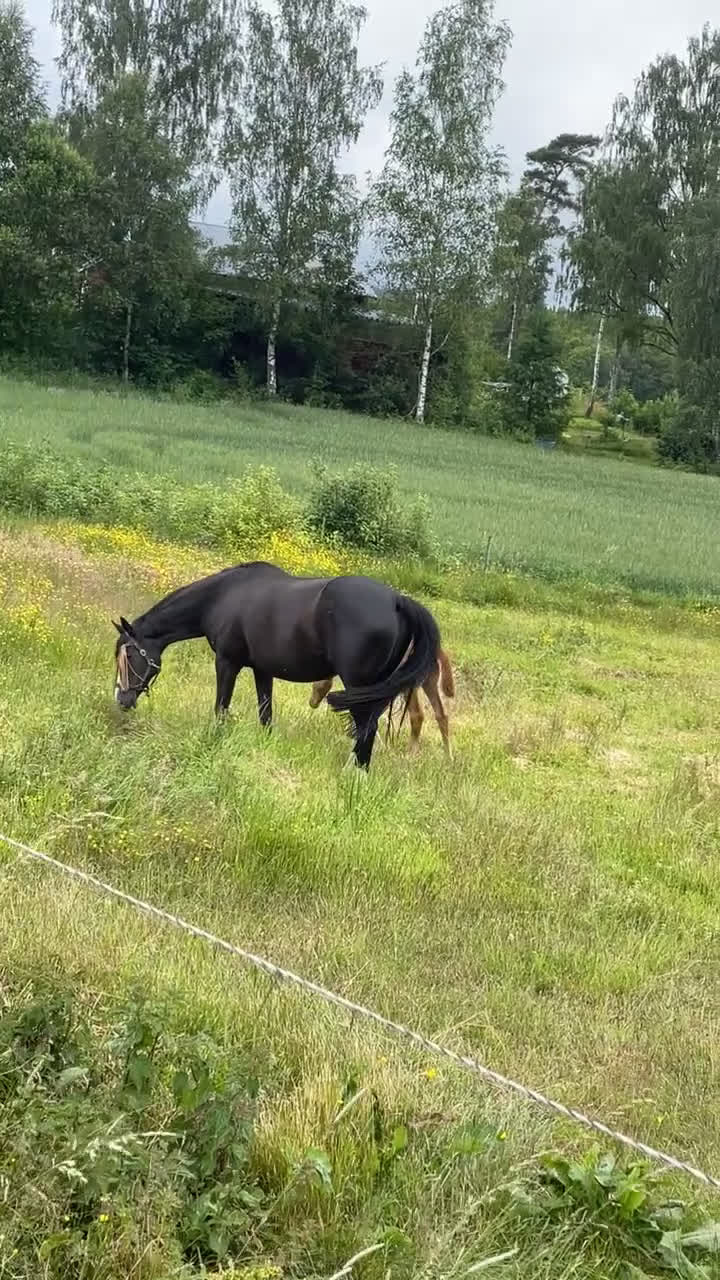 Avelshästar hästar till salu: Projekt-/avelshäst sto f.2011 i Västra Frölunda - Video 1