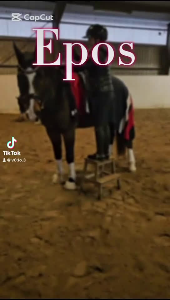 Allround hästar till salu: Personlig allround valack i Läckeby - Video 1