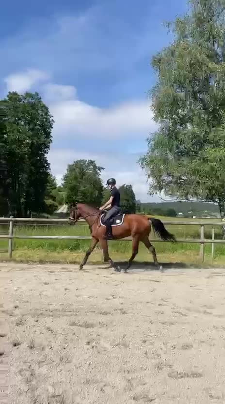 Dressyr hästar till salu: SWB sto -23 - Video 2