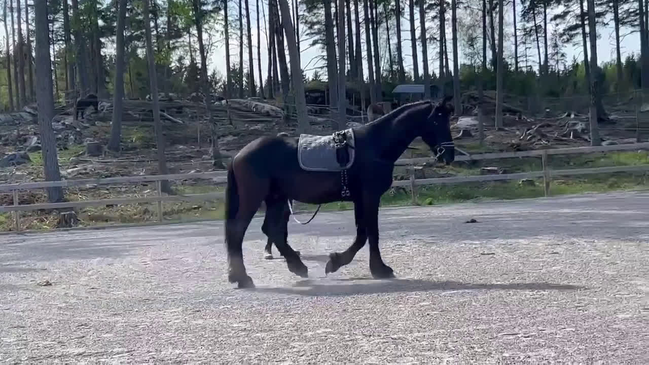 Allround hästar till salu: Sirius en läckerbit utöver det vanliga i Upplands Väsby - Video 2