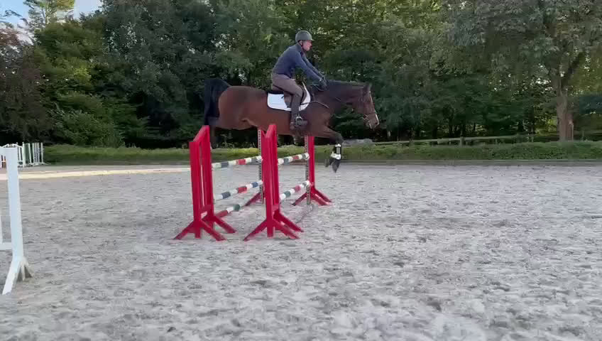 Hoppning hästar till salu: Trevlig allroundhäst i Dösjebro - Video 3