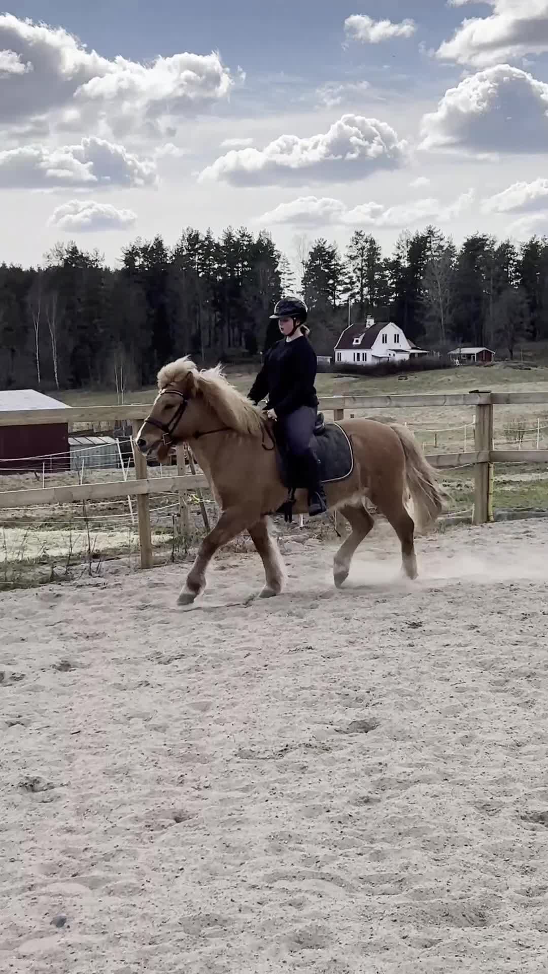 Island hästar till salu: Din nya bästavän - Video 2