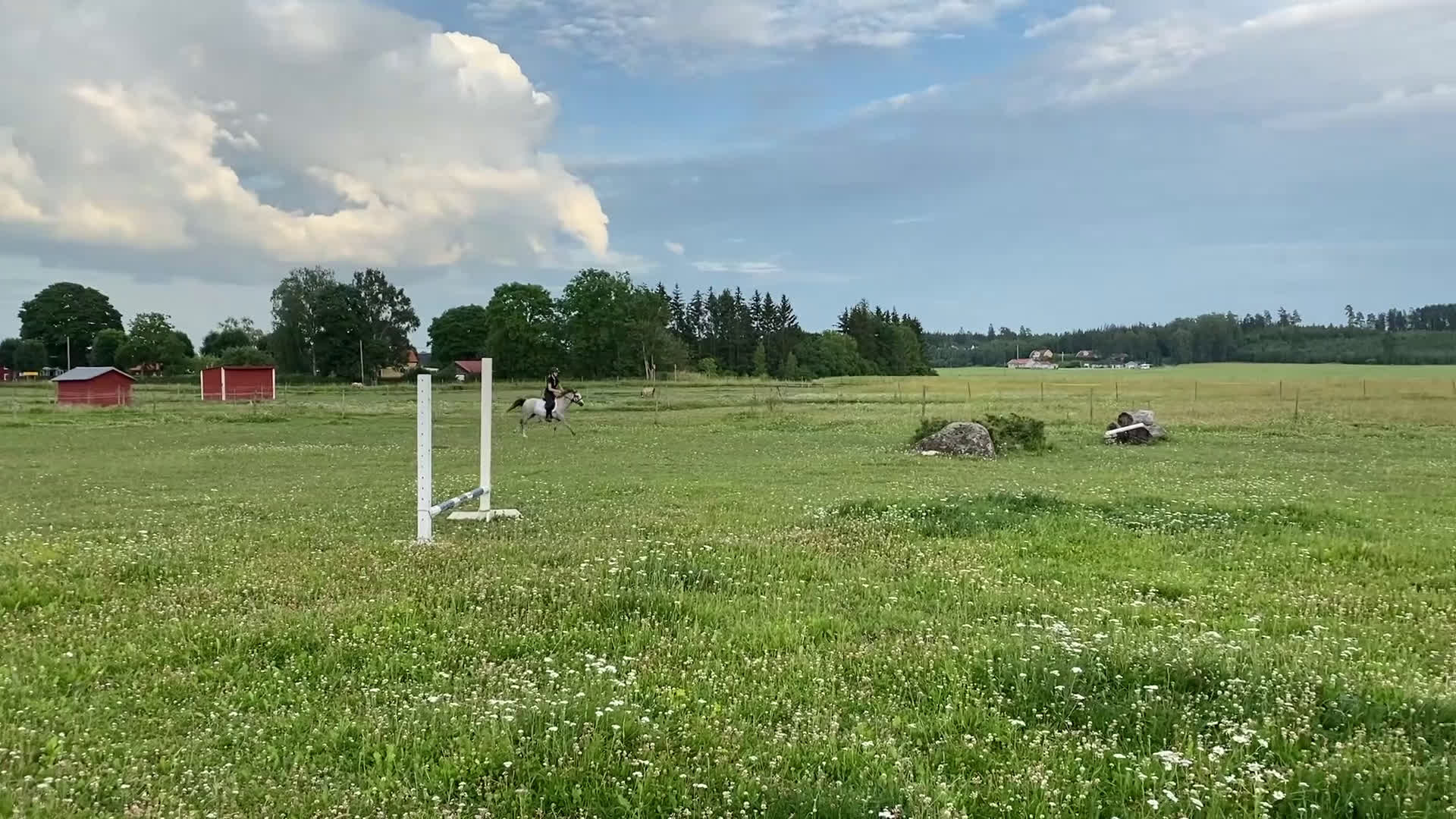 Galopp hästar till salu: Superfin hopponny som är starta i galopp  i Grillby - Video 4