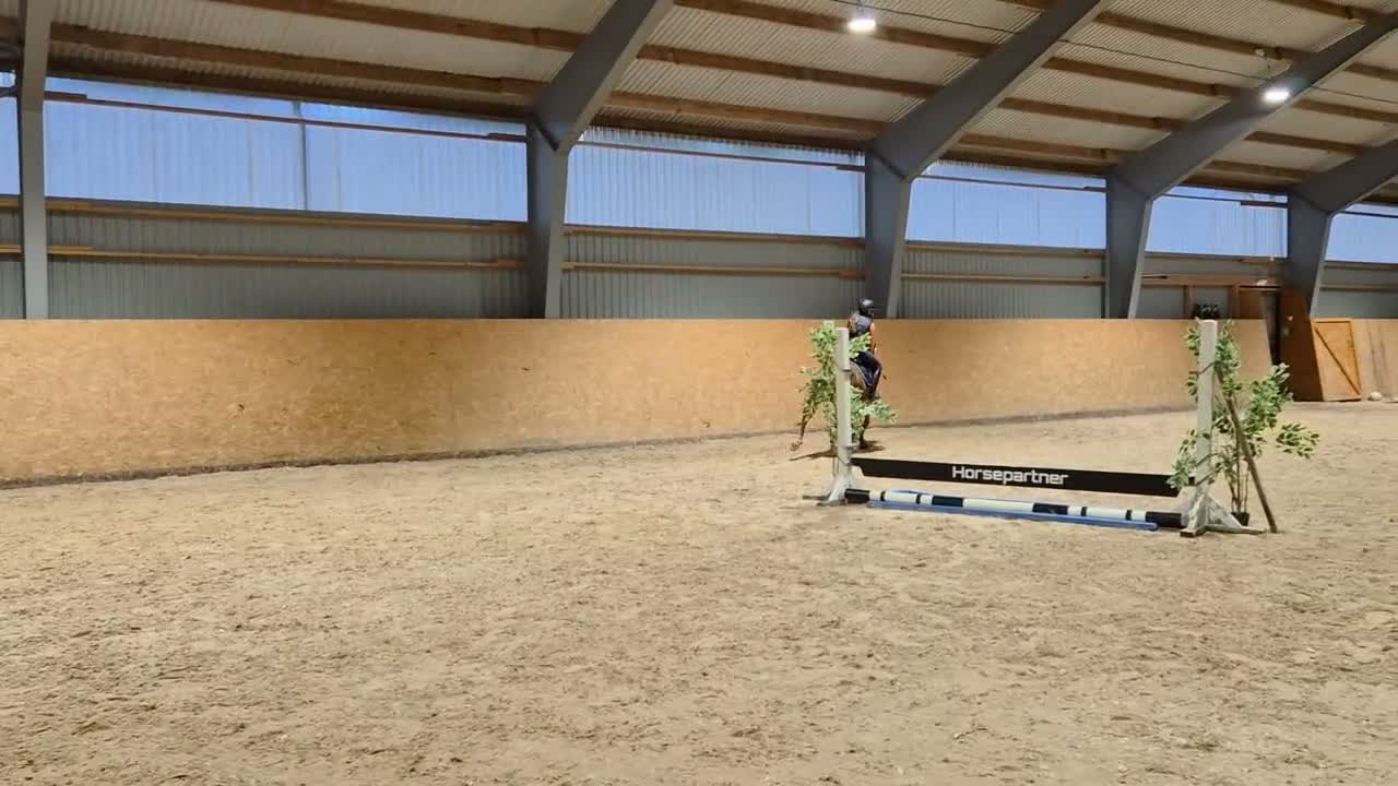 Hoppning hästar till salu: Rosettplockare söker sin nya bästa vän! - Video 1