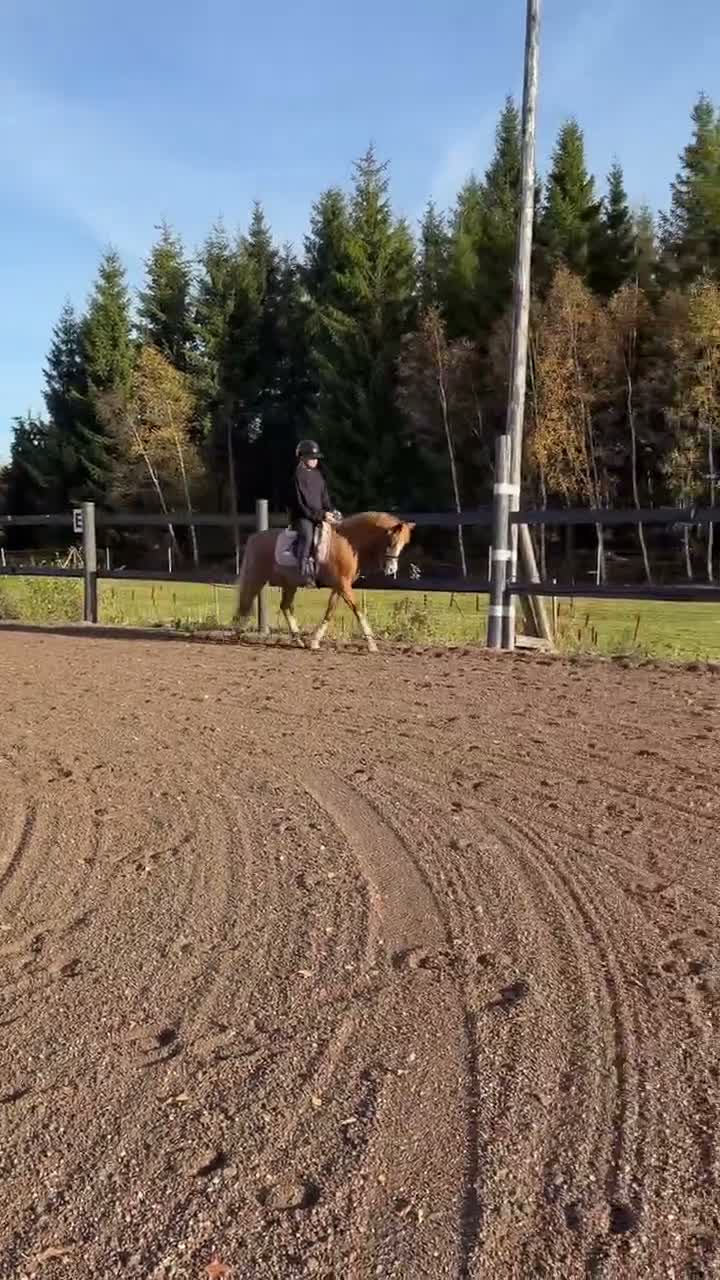 Dressyr hästar till salu: Fantastisk Welsh ponny  - Video 1