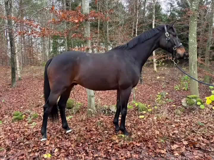 Fälttävlan hästar till salu: Trevlig charmig valack!  i Färlöv - Video 1