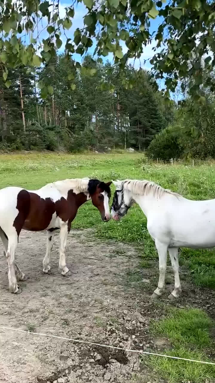 Allround hästar till salu: 🌟Söker sin nya människa🌟 i Enånger - Video 3