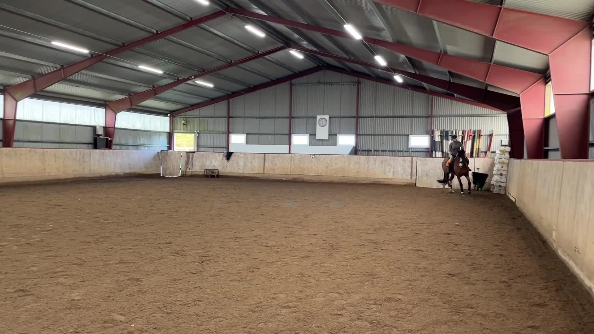 Dressyr hästar till salu: Lyxig dressyr/hobbyhäst - Video 3