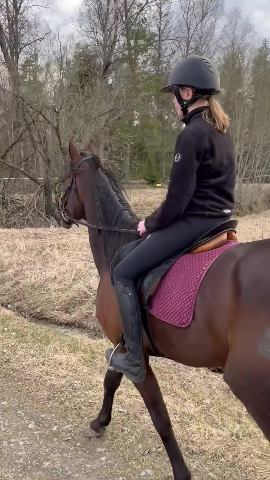 Allround hästar till salu: Trevlig varmblodig travare  i Köping - Video 4