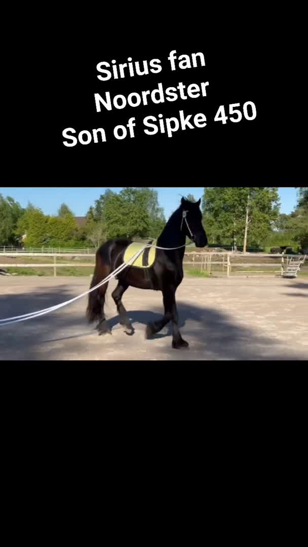 Allround hästar till salu: Sirius en läckerbit utöver det vanliga i Upplands Väsby - Video 4