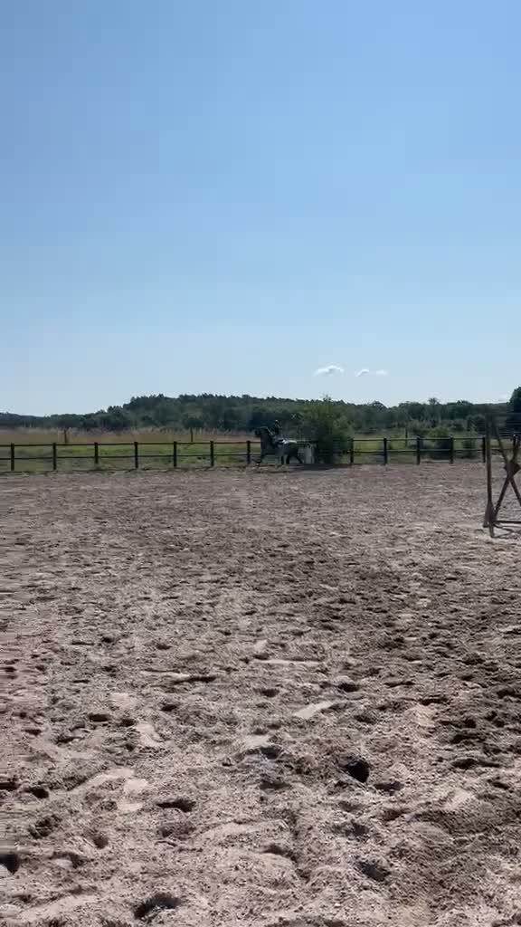 Hoppning hästar till salu: D ponny för de största klasserna  - Video 2