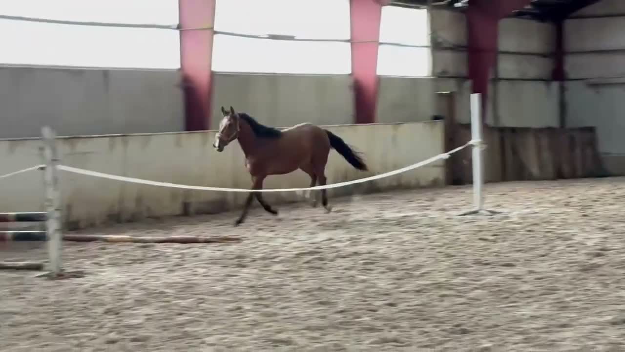 Allround hästar till salu: Trevlig två årig valack - Video 1