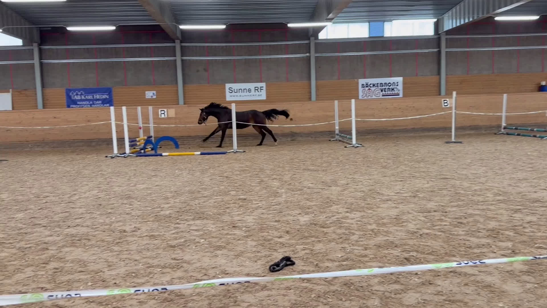 Hoppning hästar till salu: Vackert sto med lovande framtidsutsikter! - Video 1