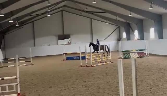 Hoppning hästar till salu: 7-årig SWB-valack - Video 1