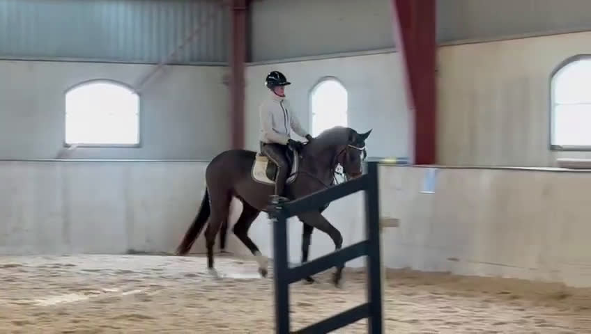 Hoppning hästar till salu: Kvalitetshäst för framtiden!  - Video 2