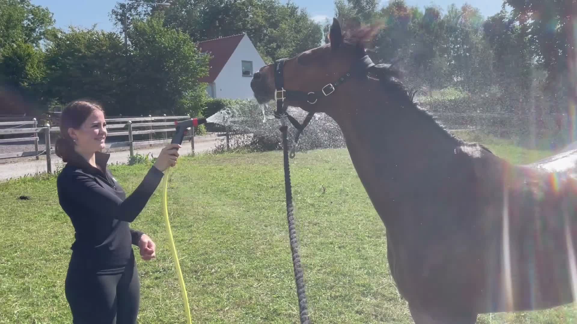 Allround hästar till salu: Pigg välriden ponny i Lund - Video 2