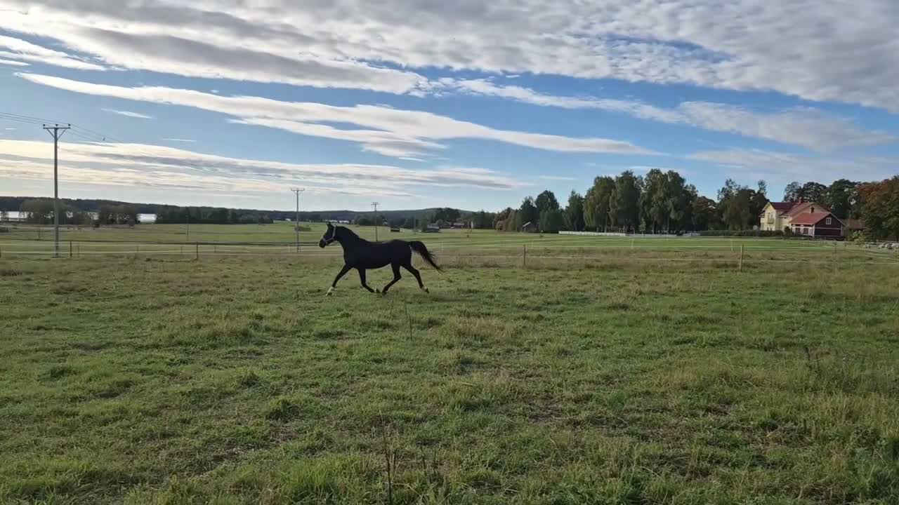 Allround hästar till salu: 🐎 Svart 5-årigt kvalitetssto med fint temperament - Video 1