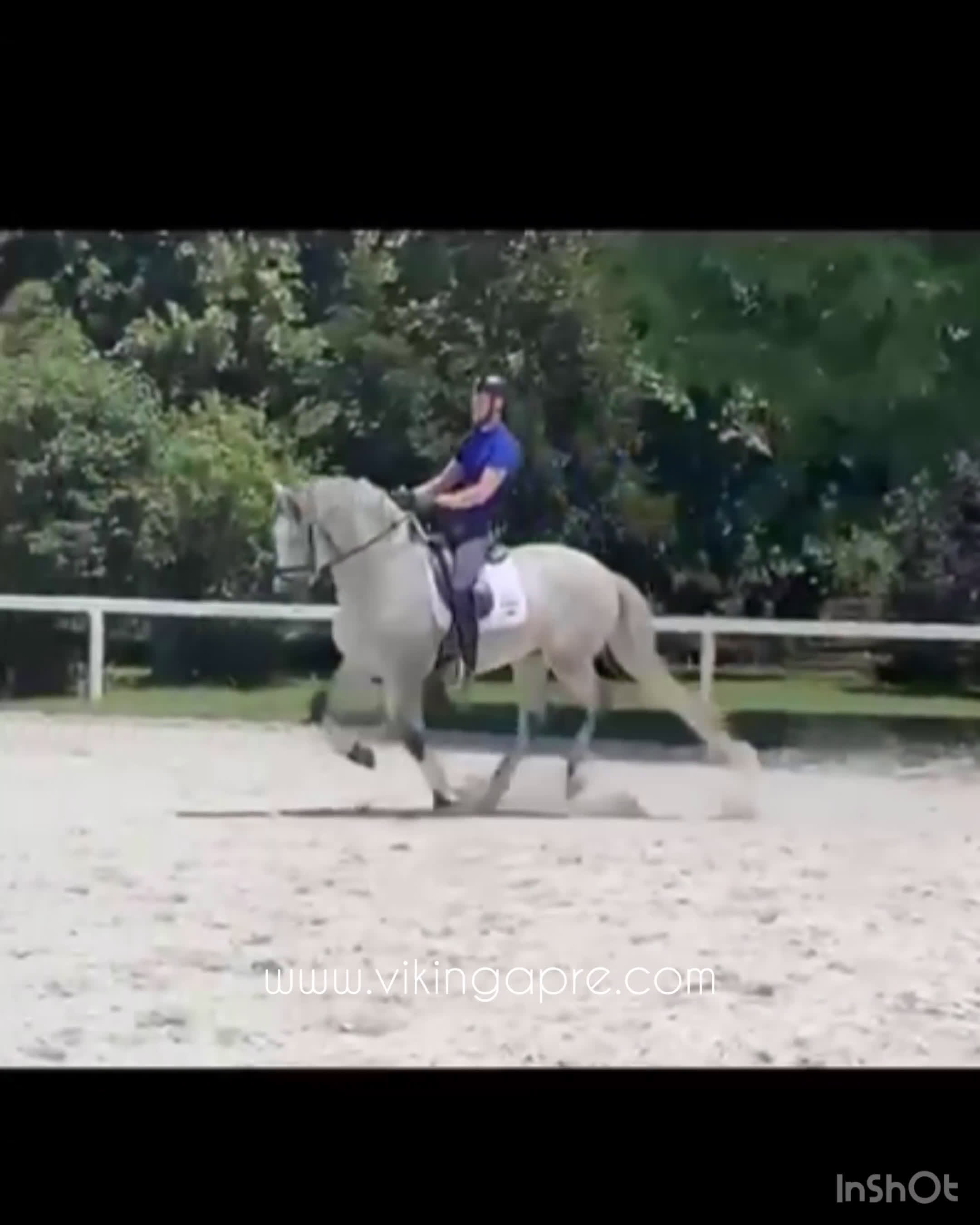 Allround hästar till salu: Elit stammad barock PRE hingst - Video 1