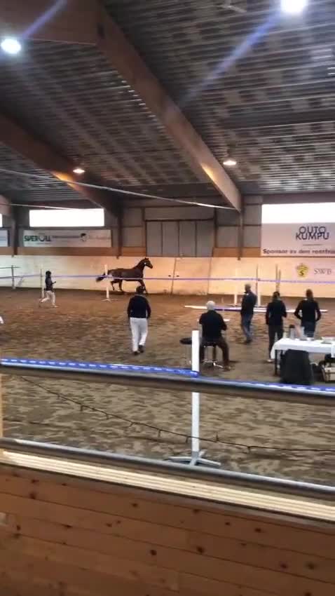 Dressyr hästar till salu: Lovande SWB-valack med framtiden framför sig. - Video 3