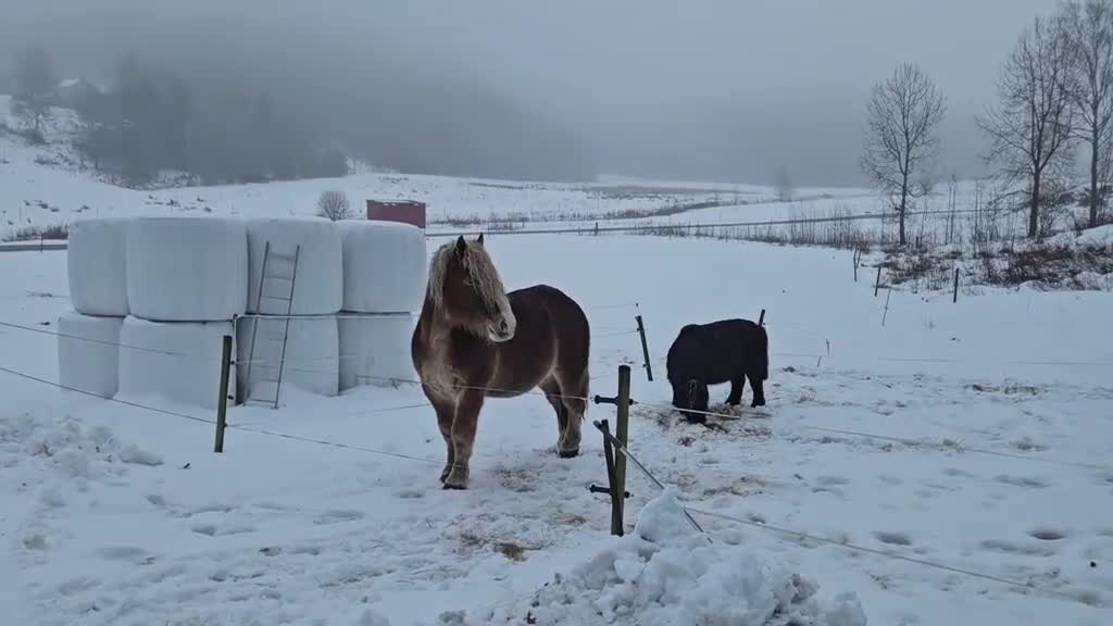  foderhäst finnes: Ardennervalack söker rätt person i Dingle - Video 1