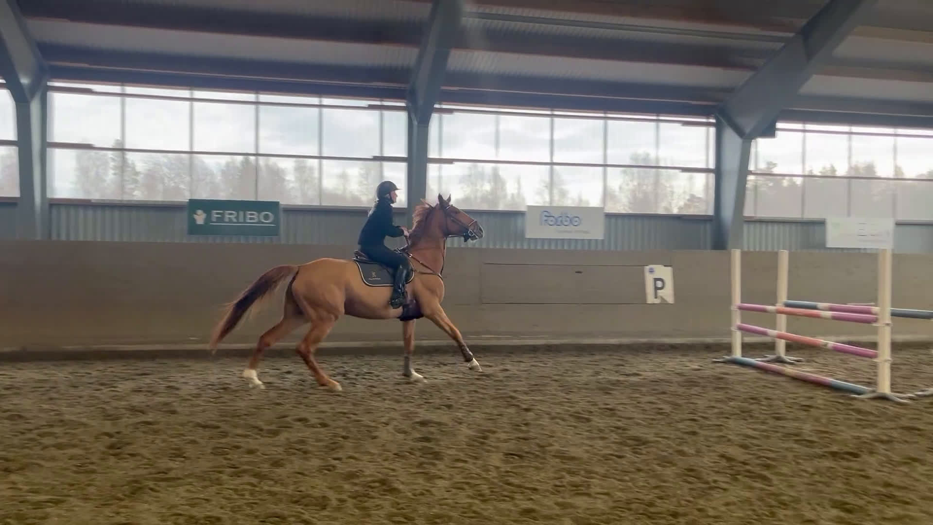 Allround hästar till salu: Underbart sto med mycket kapacitet - Video 4