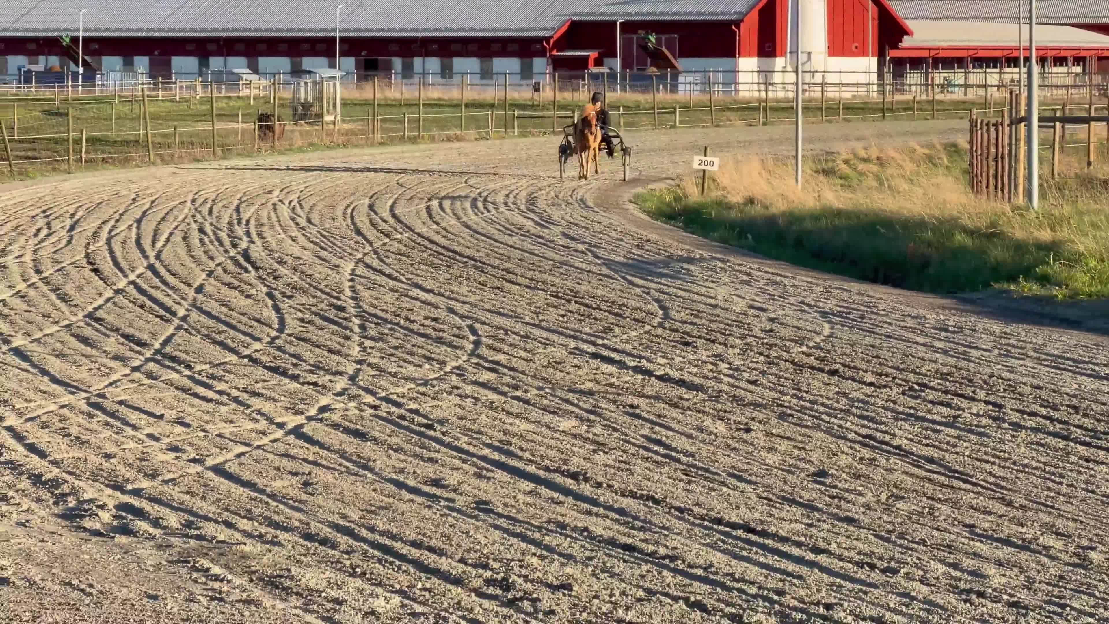 Trav hästar till salu: Inkörd 2åring för den travsatsande - Video 1
