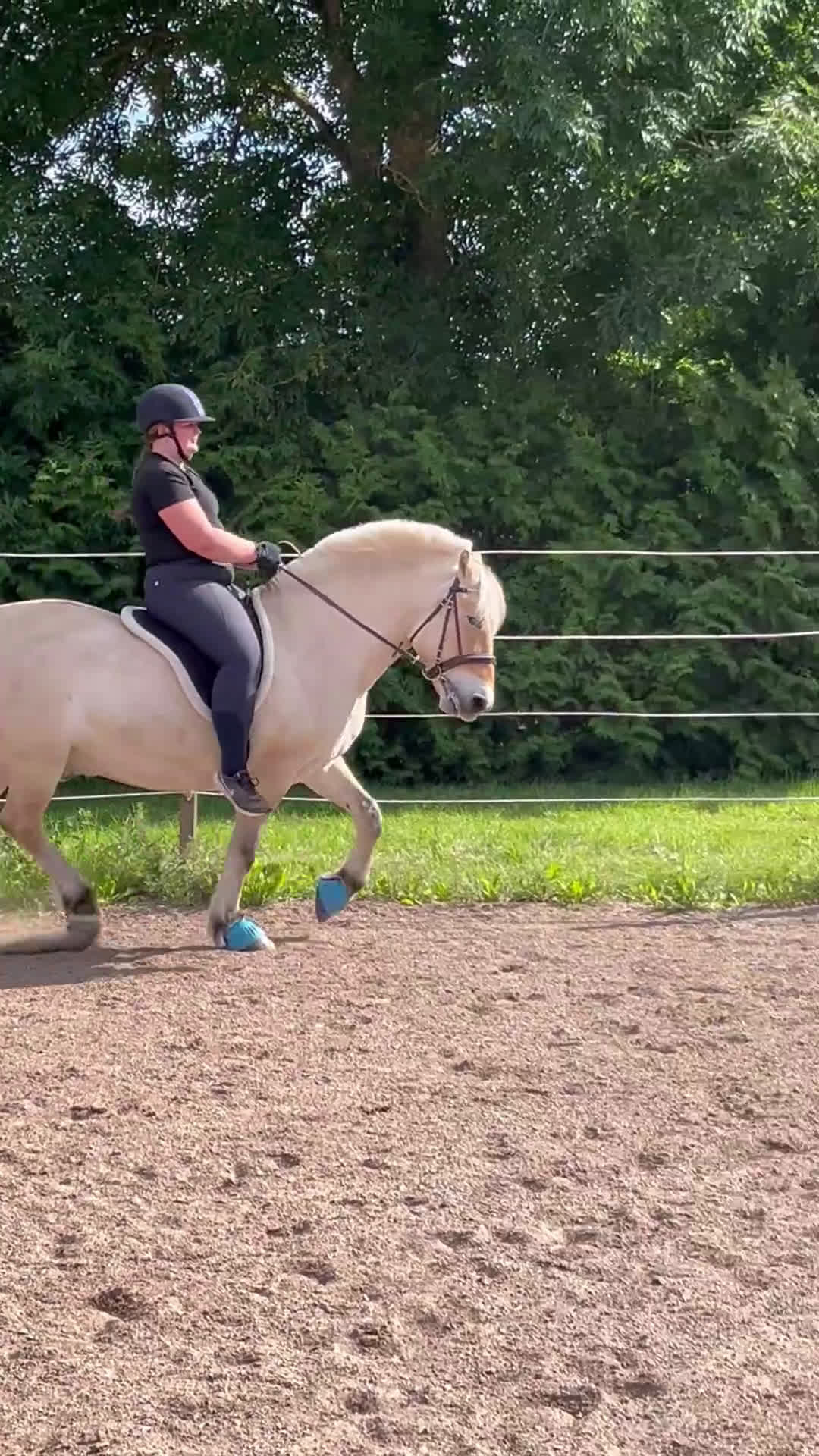  medryttarhäst sökes: Medryttarhäst sökes i Kumla - Video 1