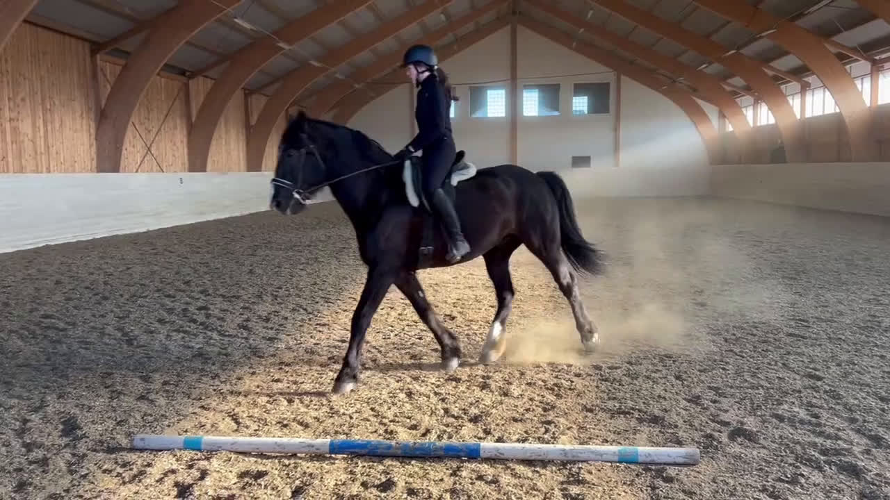 Allround hästar till salu: Allround häst, riktig toppenkille i Tungelsta - Video 2