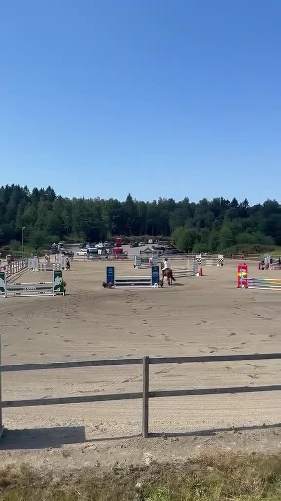 Allround hästar till salu: Vackert Connemara sto för alla discipliner 🌸 - Video 1