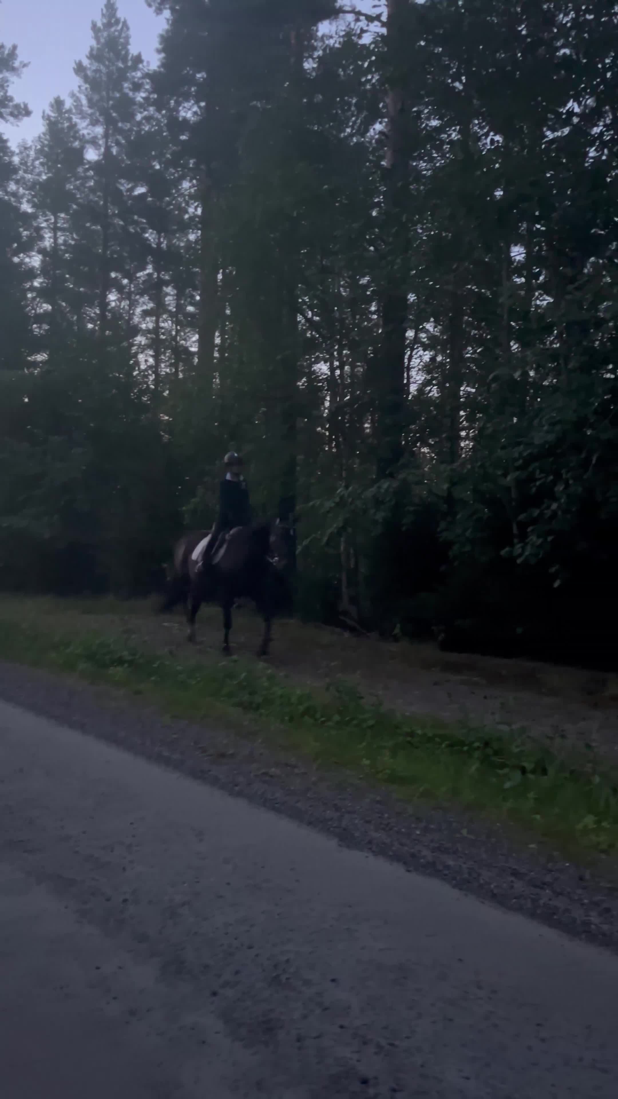 Allround hästar till salu: Ridtravare i Bjästa - Video 1