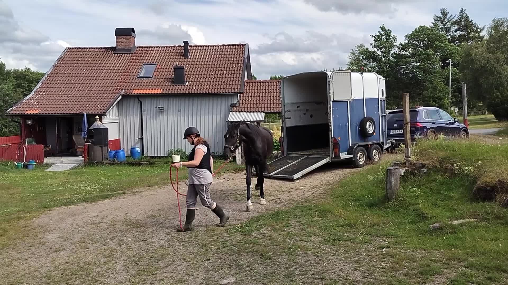 Allround hästar till salu: Trevlig 3-årig halvblodsvalack - Video 2