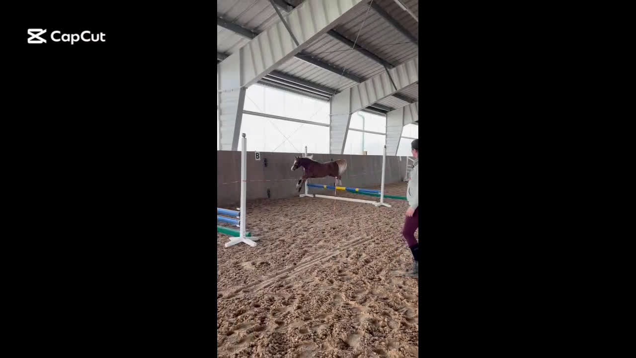 Allround hästar till salu: Topp ponny för de högsta klasserna i Sunne - Video 2