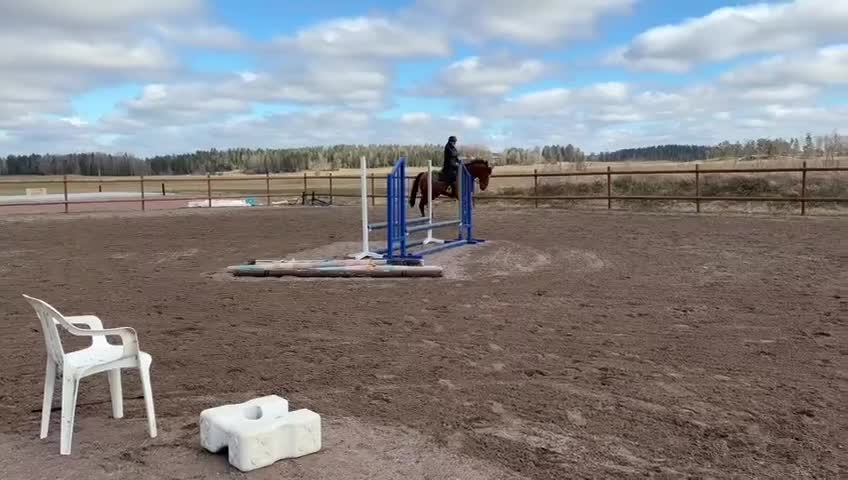 Hoppning hästar till salu: 💫 Kap för den rutinerade ryttaren 💫  - Video 1