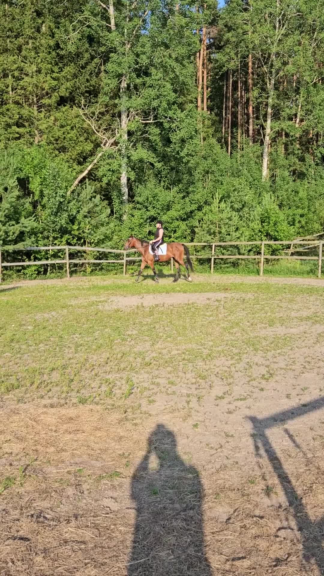 Allround hästar till salu: Gullig häst att utveckla själv - Video 1